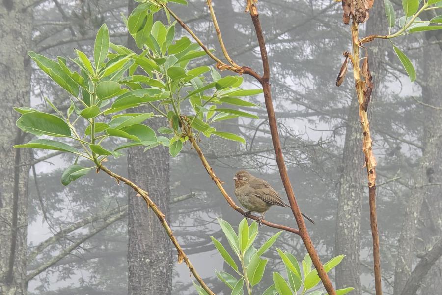 Foggy walk near the apartment